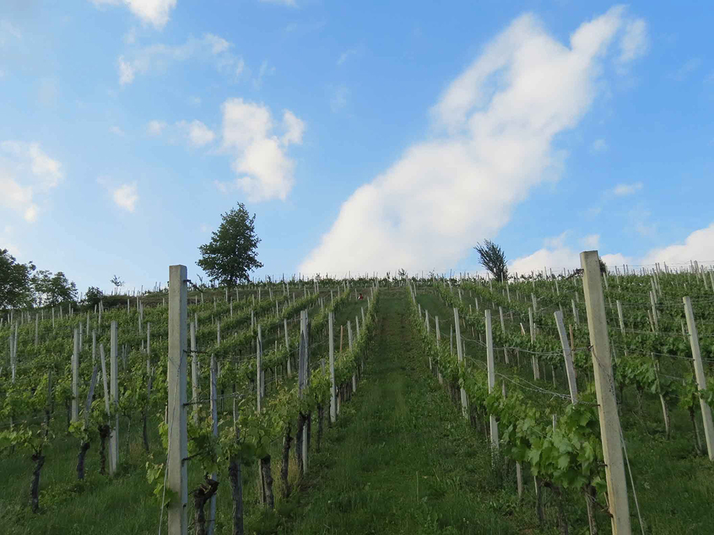 The &Scaron;temberger Winery