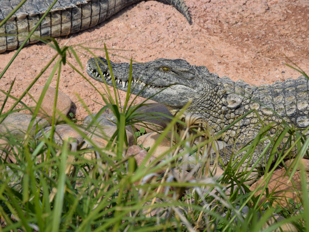 Krokodilji park, okolica Agadirja.