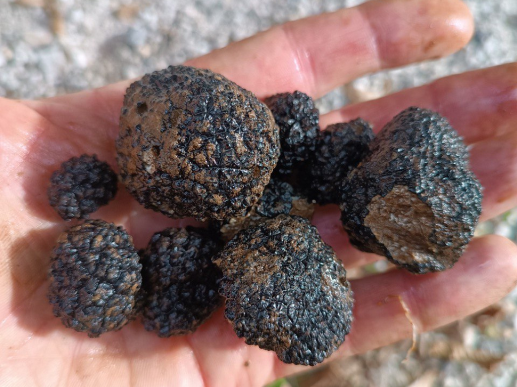 Tartufi.